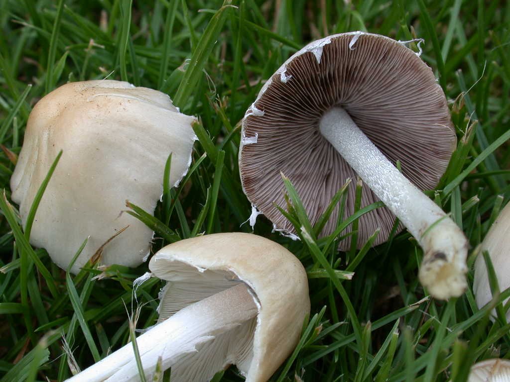 Aiuto per determinare....